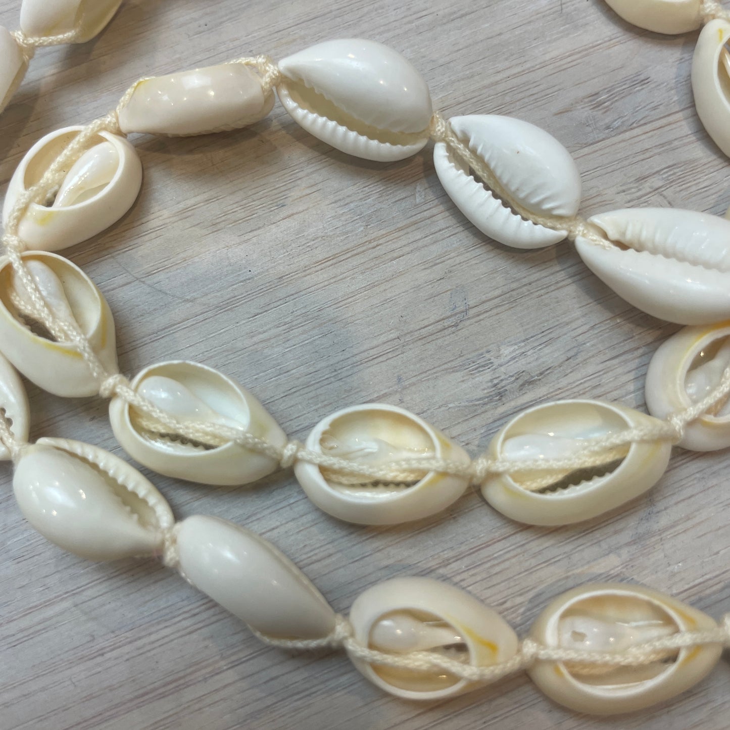 50cm Strand Of natural Shells.