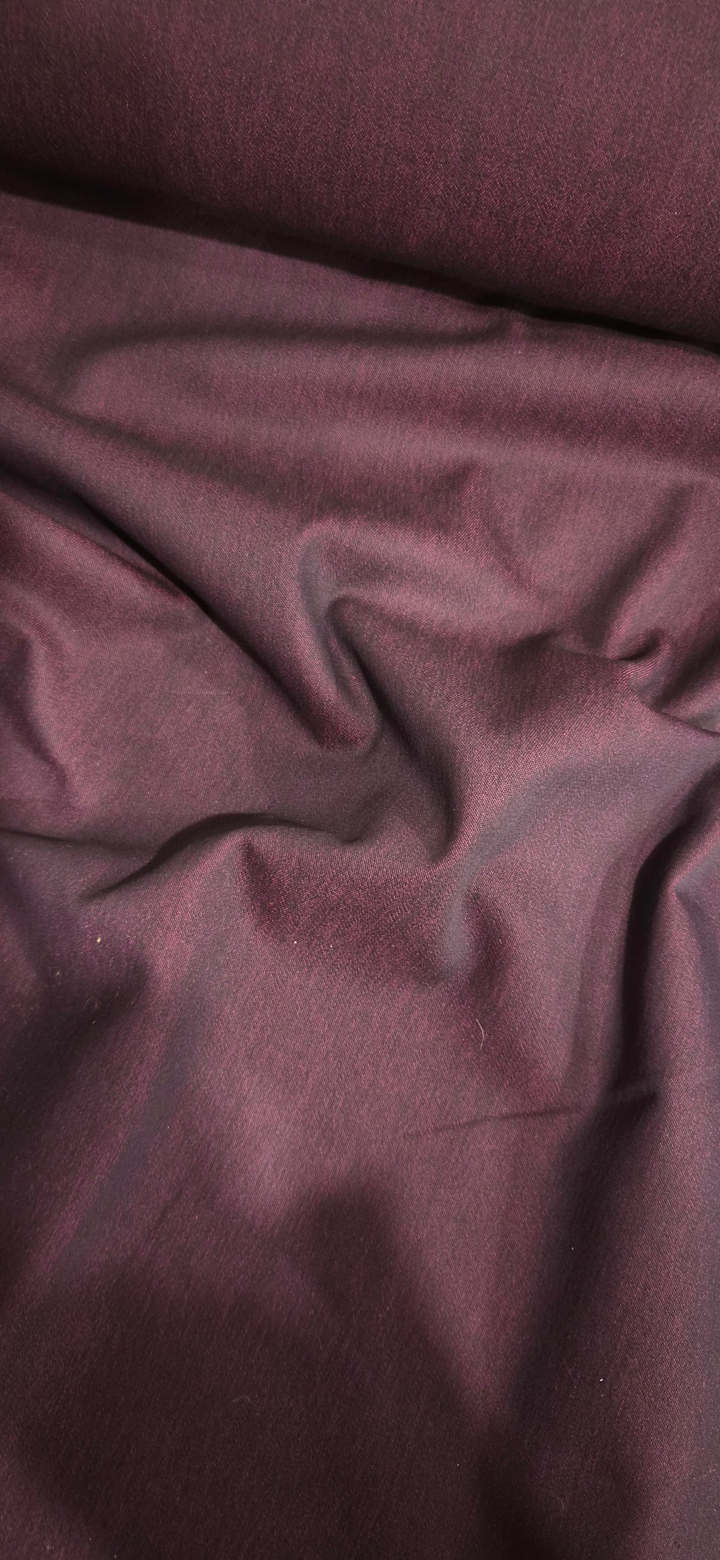 Purple parade bengaline